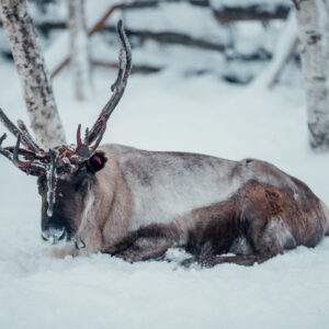 "WILD REINDEER"