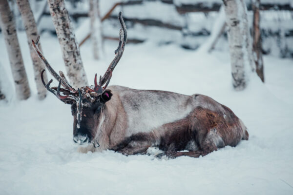 "WILD REINDEER"